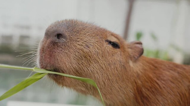 Cute brown capybara munching on a blade of green grass in a naturalistic enclosure