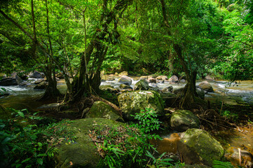 Fototapeta premium Serene forest scene with flowing river, lush green trees and large rocks along stream bank