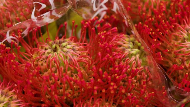Fresh Red Pincushion Protea Flowers Wrapped in Plastic at Floral Market