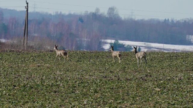 Roe deer on cultivated field in calm countryside, one lowering head to graze while two stand alert, with green-brown texture, leafless trees, distant snow, and quiet daylight, with roe, deer