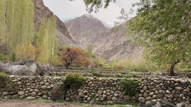tilt-up view of green agricultural field in Ladakh, Turtuk village with green trees at the front and arid mountain peaks covered with snow and the background