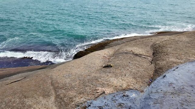 White Wading Bird Searching for Fish on Rocky Seashore at Kanyakumari, Tamil Nadu, India
