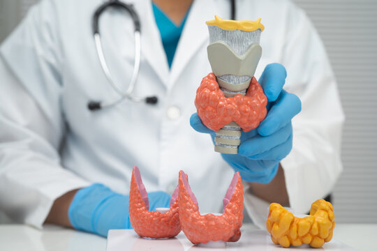 Hyperthyroidism, Overactive Thyroid, Thyroid Lymphoma, Asian doctor with thyroid gland human anatomy model in hospital.