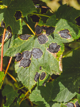 A sycamore leaf blighted by tar spot caused by the fungus 'Rhytisma acerinum'
