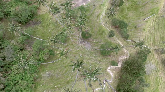 Cocora Valley Iconic Wax Palms and Green Andean Mountains near Salento, Colombia. Establishing Shot. Aerial View.