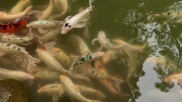 Colorful Koi Fish Swimming in a Garden Pond