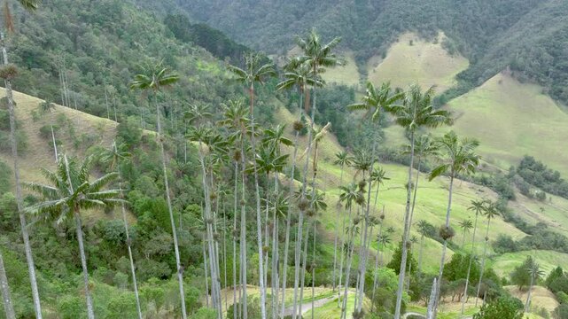 Cocora Valley Iconic Wax Palms and Green Andean Mountains near Salento, Colombia. Establishing Shot. Aerial View.