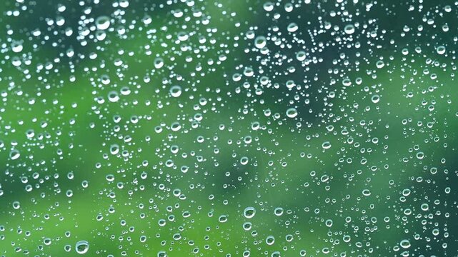 兵庫県　雨が降っている森