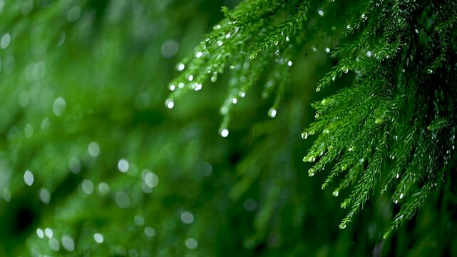 兵庫県　雨が降っている森