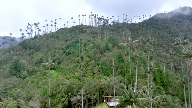 Colombian Wax Palm Trees Growing on Andean Mountain Slopes in Cocora Valley. Establishing Shot. Aerial View.