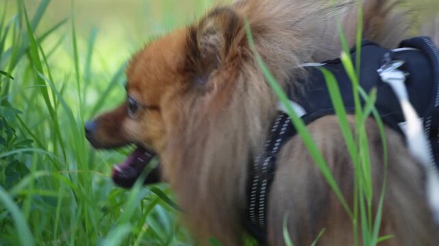 Close-up of a fluffy orange-brown Pomeranian spitz wearing a black harness and leash, sniffing and exploring tall green grass outdoors.