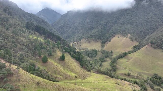 Cocora Valley with Tall Wax Palm Trees in Salento, Colombia. Establishing Shot. Aerial View.