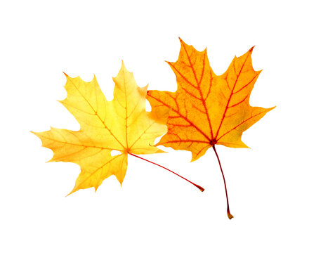Autumn yellow leaves with natural veins texture isolated on white background, vivid colored maple tree leaf. Autumnal design organic object, close up fall foliage minimal aesthetic nature top view.