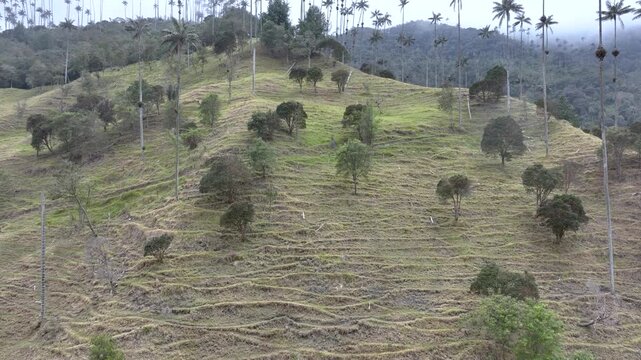 Cocora Valley Iconic Wax Palms and Green Andean Mountains near Salento, Colombia. Establishing Shot. Aerial View.