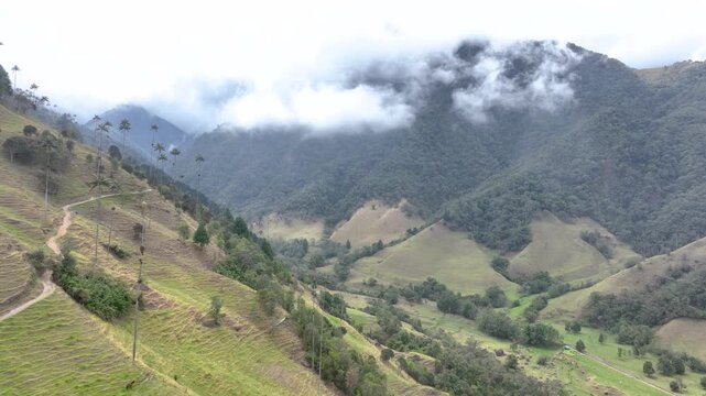 Colombian Wax Palm Trees Growing on Andean Mountain Slopes in Cocora Valley. Establishing Shot. Aerial View.