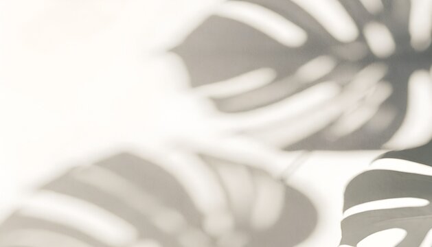 Monstera leaf shadows cast diagonally on a minimalist white wall