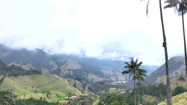 Cocora Valley with Tall Wax Palm Trees in Salento, Colombia. Establishing Shot. Aerial View.