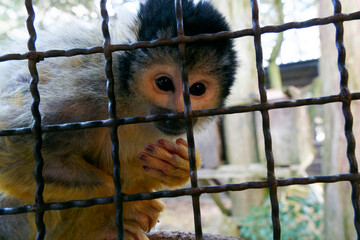 OITA, JAPAN - FEBRUARY 20, 2025: Close-up of a squirrel monkey looking through a wire mesh fence with its hand near its face at African Safari wildlife park in Oita, Kyushu. © SIOU CYUAN LIANG