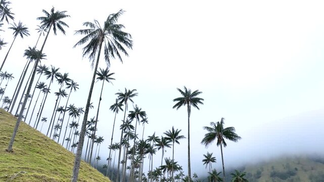 Cocora Valley Iconic Wax Palms and Green Andean Mountains near Salento, Colombia. Establishing Shot. Aerial View.