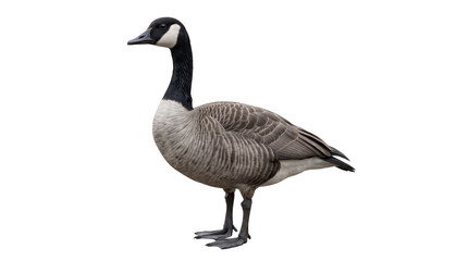 A canada goose standing in profile, isolated on transparent background © CleanPixel Studio