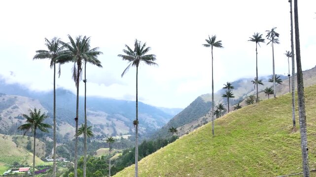 Colombian Wax Palm Trees Growing on Andean Mountain Slopes in Cocora Valley. Establishing Shot. Aerial View.