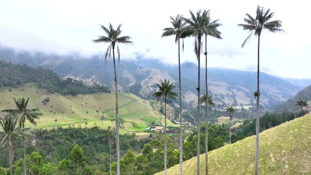 Colombian Wax Palm Trees Growing on Andean Mountain Slopes in Cocora Valley. Establishing Shot. Aerial View.