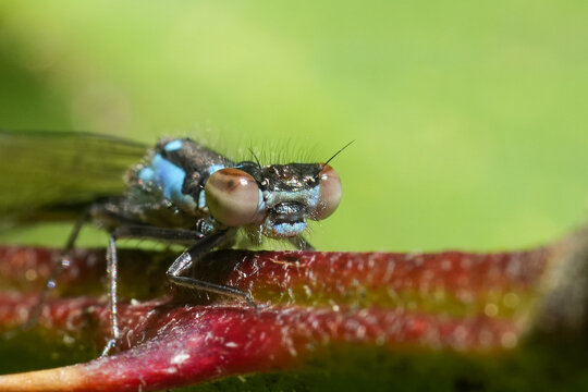 Closeup on the head of a lightblue Narrow-winged Pacific forktail damselfly, Ischnura cervula on a twig