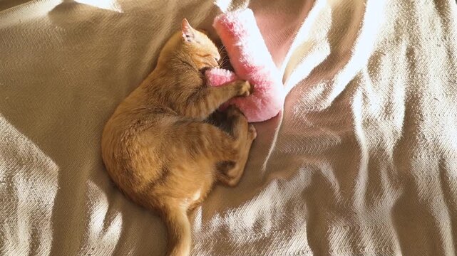 An orange cat rolls and cuddles with a pink toy on a light-colored blanket. The cat appears playful and engaged while interacting with the soft object