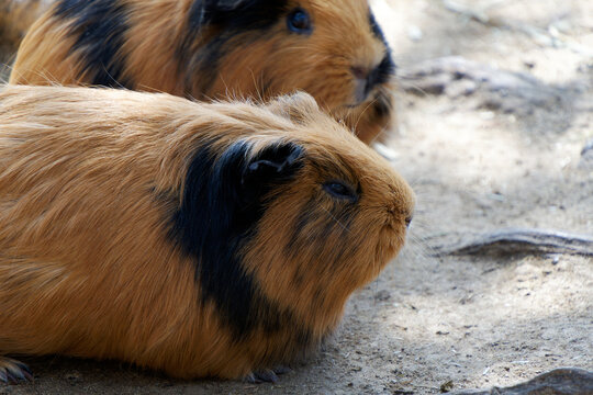 Close-up of a cute brown and black guinea pig sitting outdoors on the ground with focus on its eye.