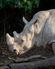 rhino head close-up © Rio