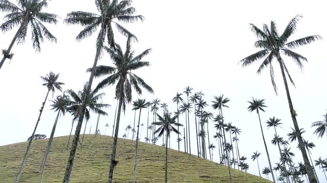 Cocora Valley Iconic Wax Palms and Green Andean Mountains near Salento, Colombia. Establishing Shot. Aerial View.