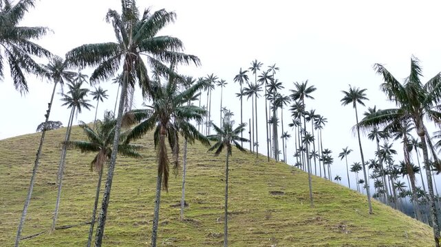 Cocora Valley with Tall Wax Palm Trees in Salento, Colombia. Establishing Shot. Aerial View.