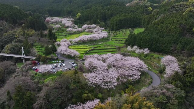 S字カーブの桜と田んぼ_003