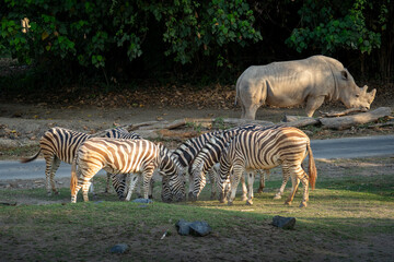 zebra in the savannah © Rio