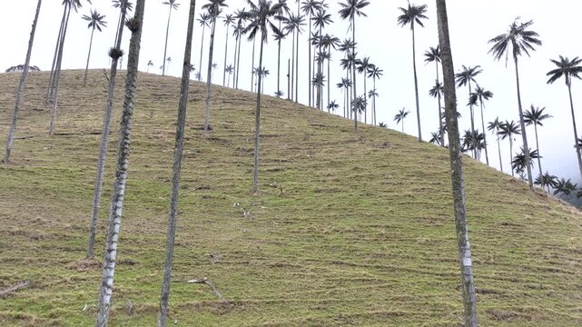 Cocora Valley Iconic Wax Palms and Green Andean Mountains near Salento, Colombia. Establishing Shot. Aerial View.