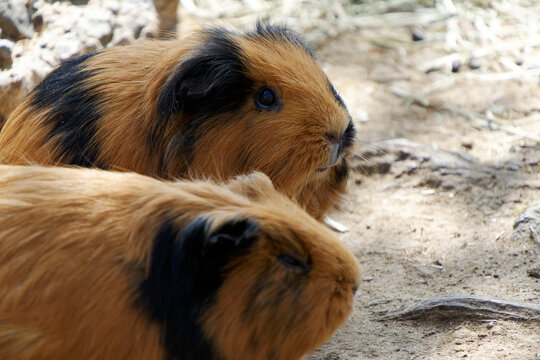 Side profile close-up of a brown and black guinea pig resting outdoors on the ground.
