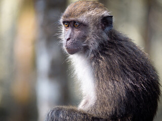 Obraz premium Macaca fascicularis monkeys living in mangrove forest at Tarakan, Kalimantan Utara, Indonesia. 