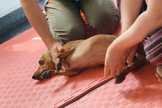 Dachshund rehabilitation with reflex stimulation on massage mat after exercise