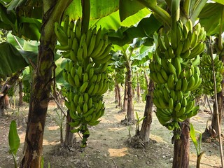 A bunch of fresh green bananas hanging from their stems in a banana plant. The focus on the bananas highlights their freshness and the stage before ripeness © MdAshaduzzaman