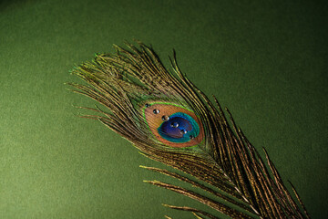 Peacock feather with water droplets on a green background © reddish