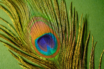Close up of a peacock feather with iridescent eye spot against green background © reddish