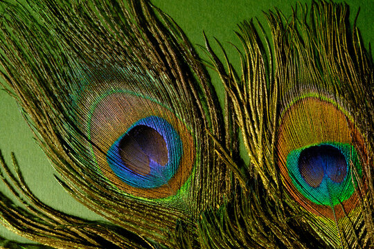 Peacock feathers display colorful eyespots against a green background