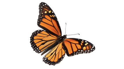 Obraz premium Beautiful monarch butterfly showing vibrant orange and black wing textures isolated on transparent background