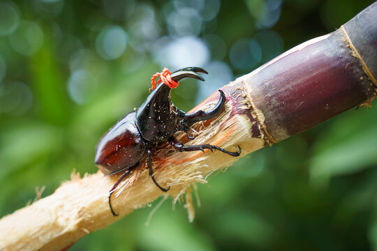Close-up rhinoceros beetle tied with red string chewing sugarcane for traditional fighting competition in northern Thailand
