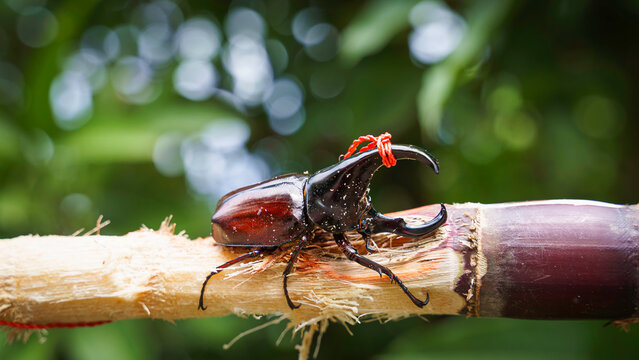 Close-up rhinoceros beetle tied with red string chewing sugarcane for traditional fighting competition in northern Thailand