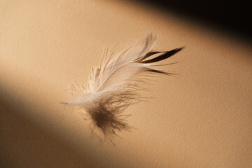 A single light feather casting a shadow on a neutral background © reddish