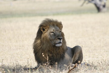 African male lion with a dark mane lies in pale dry grass © WildinAfrica