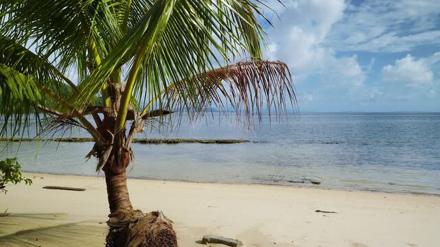 Coconut Palm Tree on Tropical Sandy Beach 4K