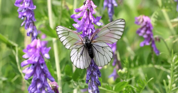 Black-veined white butterfly on purple vicia cracca flower in summer, aporia crataegi moving wings in slow motion, close-up shot.