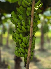 A bunch of fresh green bananas hanging from their stems in a banana plant. The focus on the bananas highlights their freshness and the stage before ripeness © MdAshaduzzaman